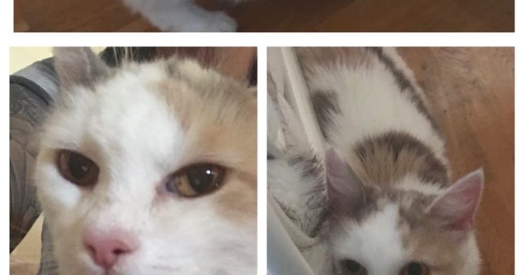 Akut nödrop dräktiga Dolores