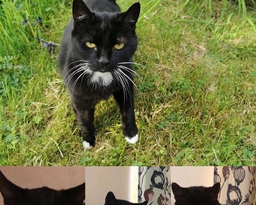 Insamling Nödrop Pandora