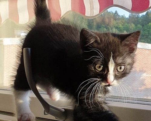 Minnesinsamling för Stella