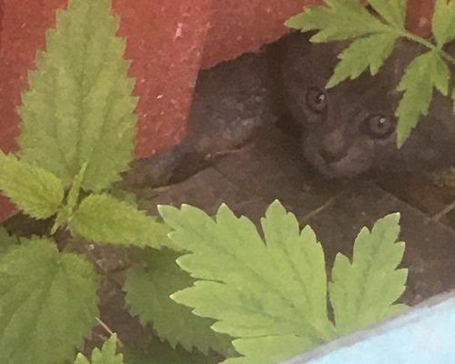 Fristad sökes i Göteborg