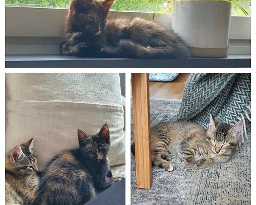 Upphittade katterna Ebba och Siri