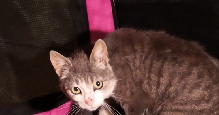 Uppdatering Skyggisfamiljen