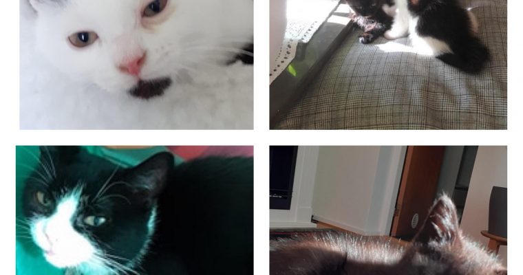 Uppdatering Bella och company