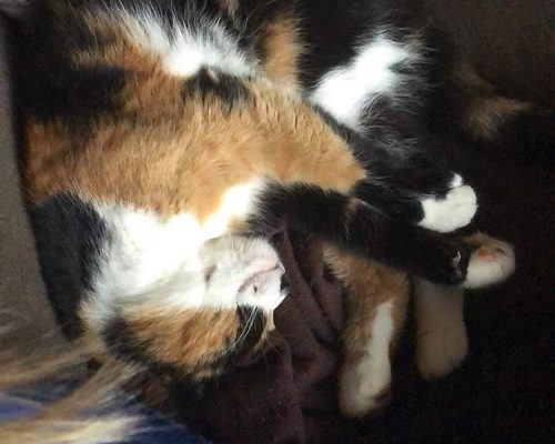 Upphittad honkatt i Tuve