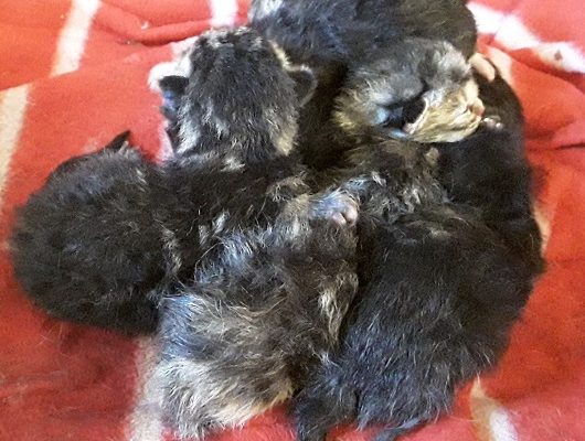 Ännu en Stallunge i trygghet