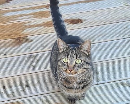 Vi välkomnar Sally till Tassens Katthjälp