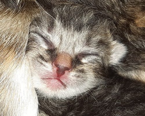 Insamling Hemlösa Katter