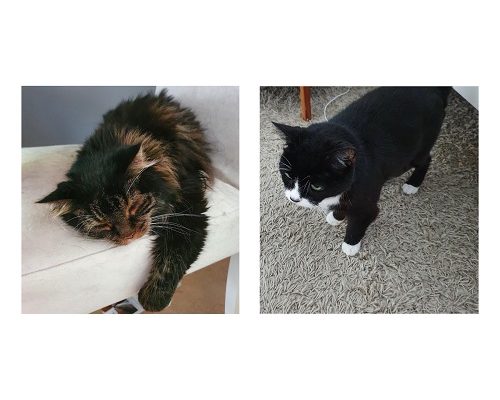 Uppdatering Cleo och Nemi