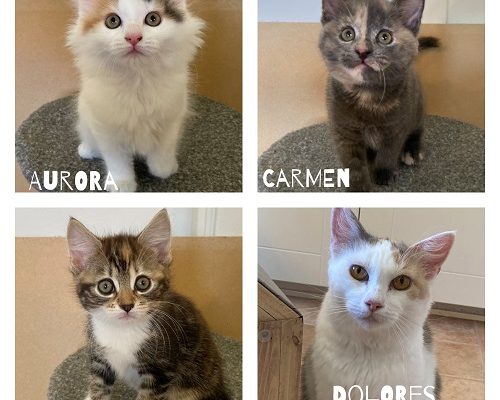 Dolores och hennes små