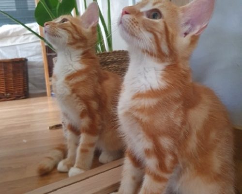 Uppdatering Rödluvan ”Maja” och Chica