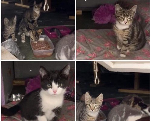 Fristad sökes till kattfamiljen