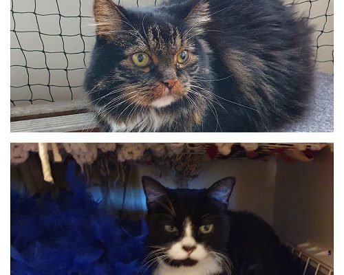 Uppdatering seniorkatterna Cleo och Nemi