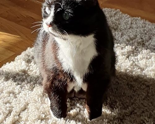 Akut insamling till senioren Nemi