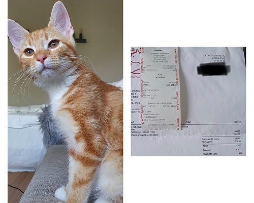 Redovisning Rödluvan