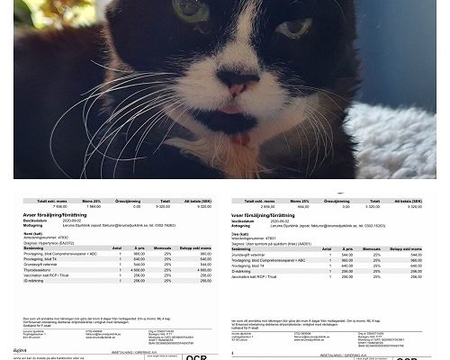 Redovisning/Uppdatering Seniorerna