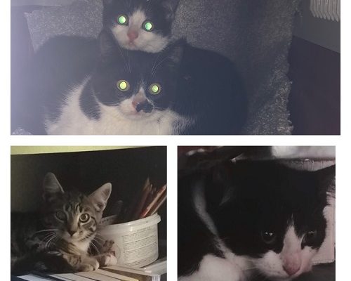 Uppdatering Skyggisarna