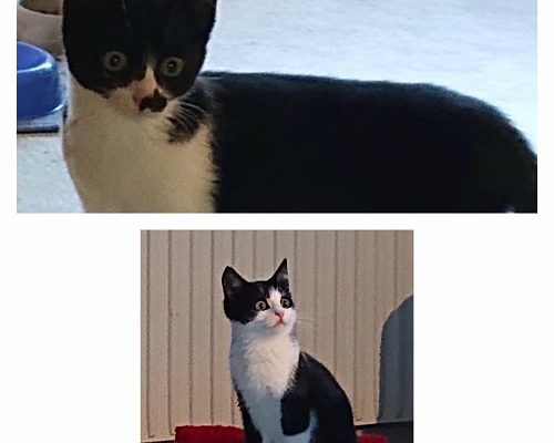 Uppdatering Tesla och Sparven