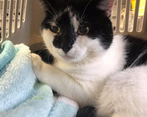 Nödrop för Escobar