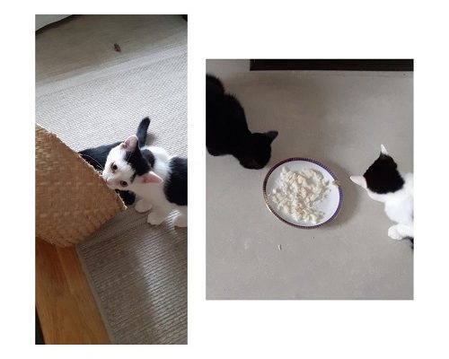 Redovisning/Uppdatering Frans och Siri