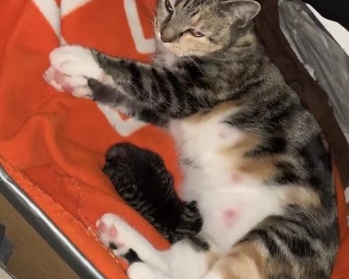 Chica var fått en unge