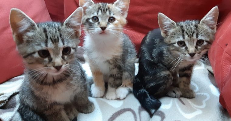 Tassens behöver er hjälp