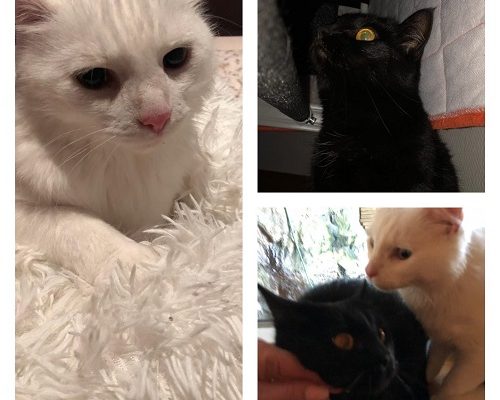 Nödrop för Sorgekatterna Alex och Sigge