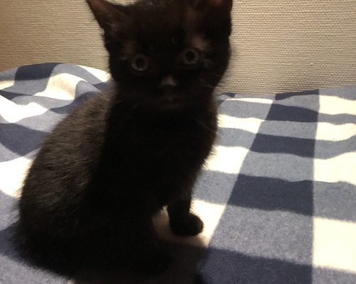 Fristad sökes till tre små kattungar