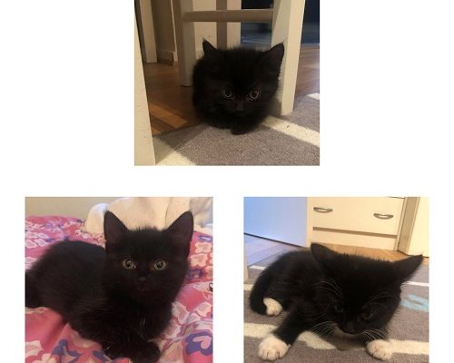 Black Katt Weekend – Månadens Tjuga