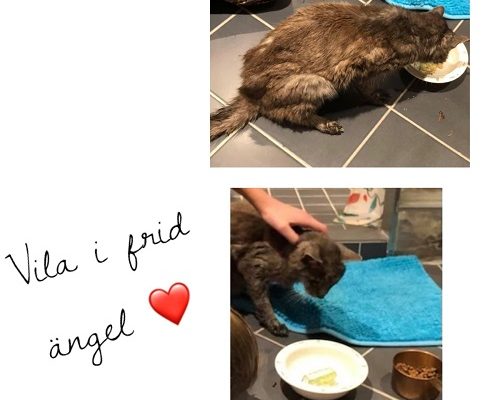 Hjälpen kom för sent