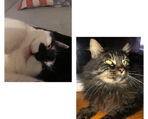 Uppdatering Escobar och Trollet