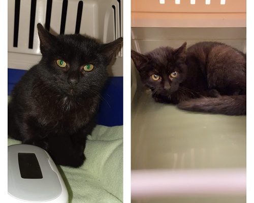 Vilse eller dumpad kattunge