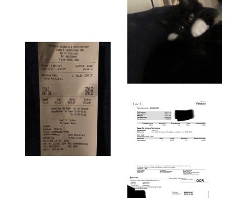 Redovisning Kattungar