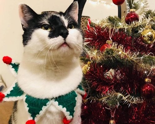 Julhälsning från Tassens Katthjälp