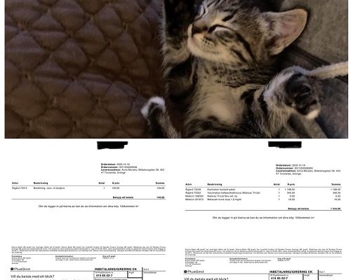 Redovisning Chica och Skorpan