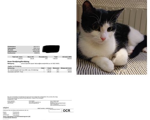 Redovisning Sparven och Tesla