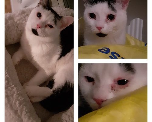 Akut insamling Lille Frans