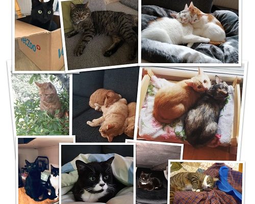 Årsredovisning Tassens Alla Katter