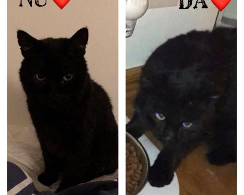 Hälsning från Loke f.d. Panter