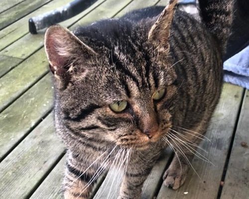 Skadad katt omhändertagen