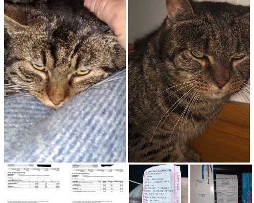 Redovisning Fille och Sven