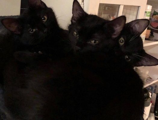 Månadens Tjuga Januari