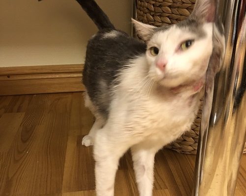 Fristad sökes till Anita