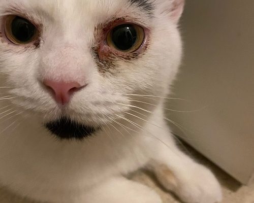 Frans blev sämre igår kväll