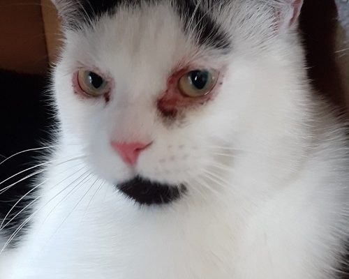 Uppdatering älskade Frans