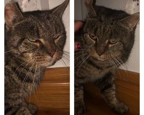 Sven söker tillfälligt hem