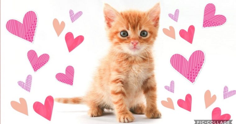 Alla Hjärtans Dagtjugan