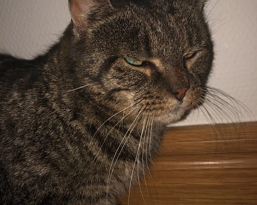 Vila i Frid Älskade Sven