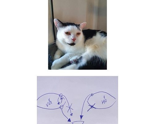 Redovisning/Uppdatering Frans