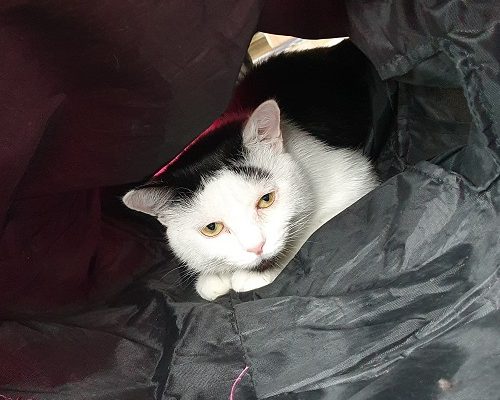 Hälsning från Frans