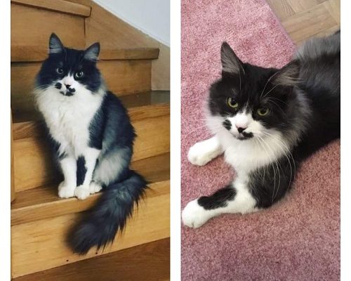 Mazarin söker fristad